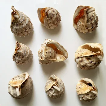 10-14cm Loomulik Conch Shell Suur Erak Krabid Conch Tang Crown Tigu Kodu Aias Kontori Kaunistamiseks