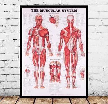 Anatoomilise Chart Inimese Keha Anatoomia Meditsiini Plakatid Silk Art Maali Seina Art Nr Raam
