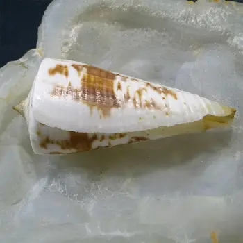 Looduslik Harv Conch Kogumise 25.4 cm kodu kaunistamiseks