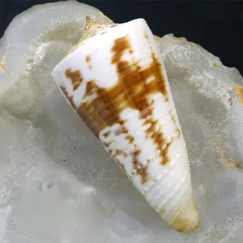 Looduslik Harv Conch Kogumise 25.4 cm kodu kaunistamiseks
